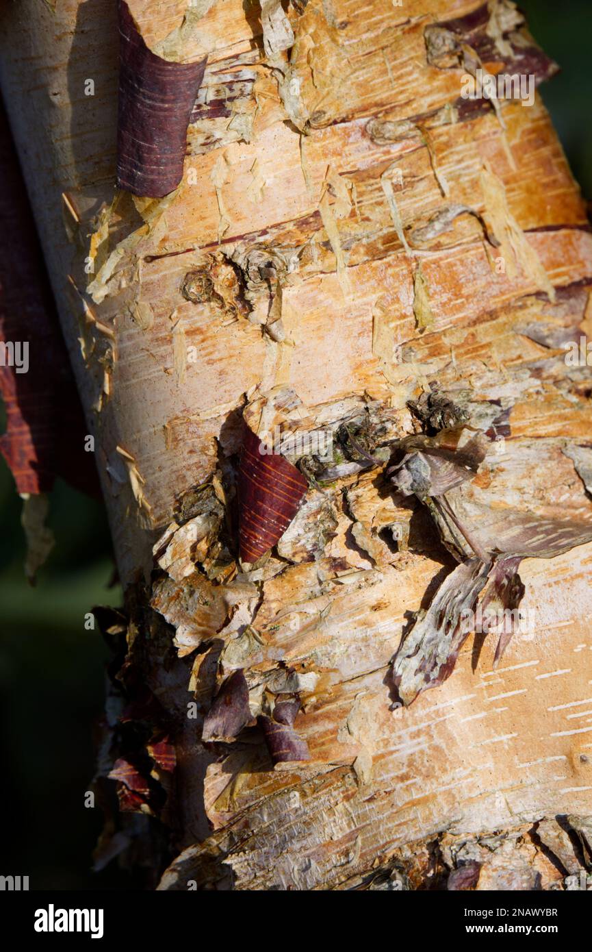 Winterrinde von Betula nigra, auch bekannt als Schwarze, Fluss- oder Wasserbirke in einem britischen Garten im Februar Stockfoto