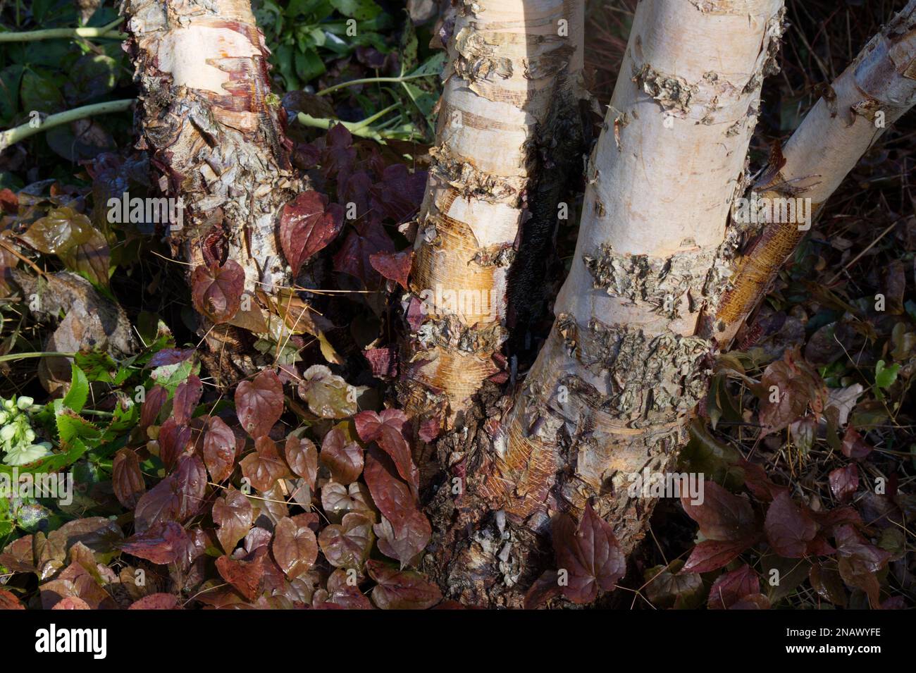 Winterkämme von Betula nigra, auch bekannt als Schwarze, Fluss- oder Wasserbirke, umgeben von brünierten Epimediumblättern in einem britischen Garten im Februar Stockfoto