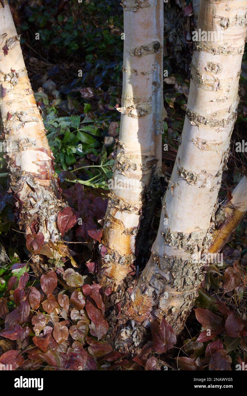 Winterkämme von Betula nigra, auch bekannt als Schwarze, Fluss- oder Wasserbirke, umgeben von brünierten Epimediumblättern in einem britischen Garten im Februar Stockfoto