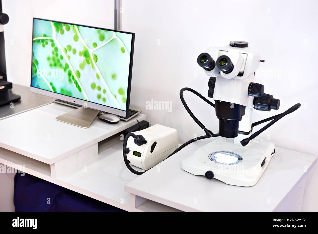 Stereo-Forschungsmikroskop mit Monitor Stockfoto