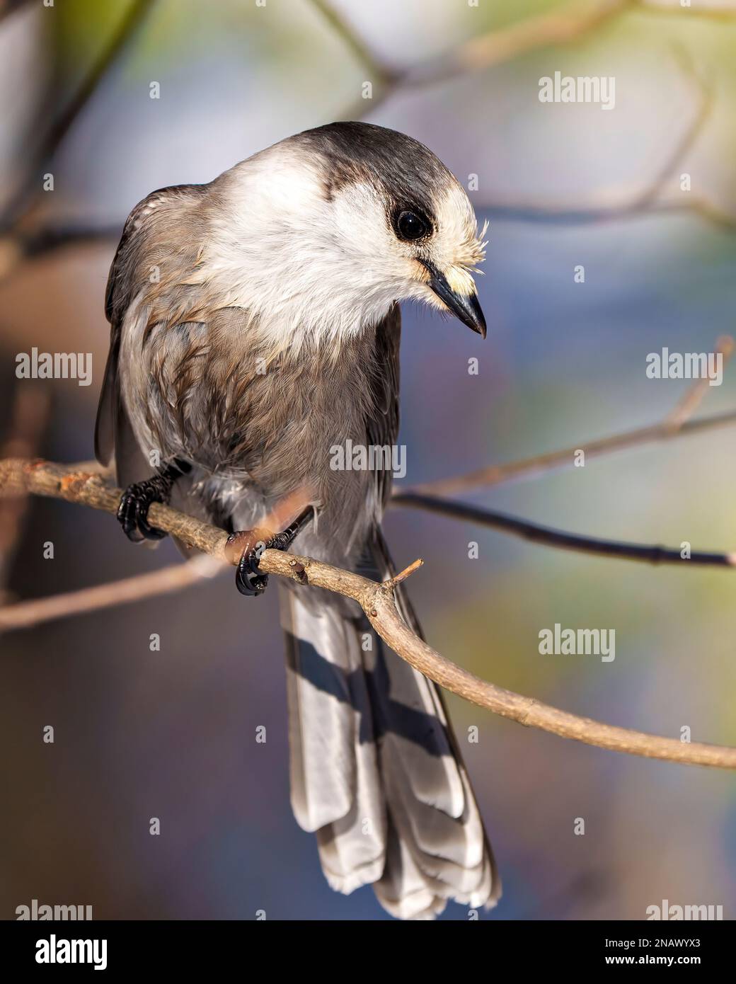 Grey Jay Nahaufnahme Vorderansicht hoch oben auf einem Ast mit einem verschwommenen Waldhintergrund in seiner Umgebung und seinem Lebensraum in Grau Stockfoto