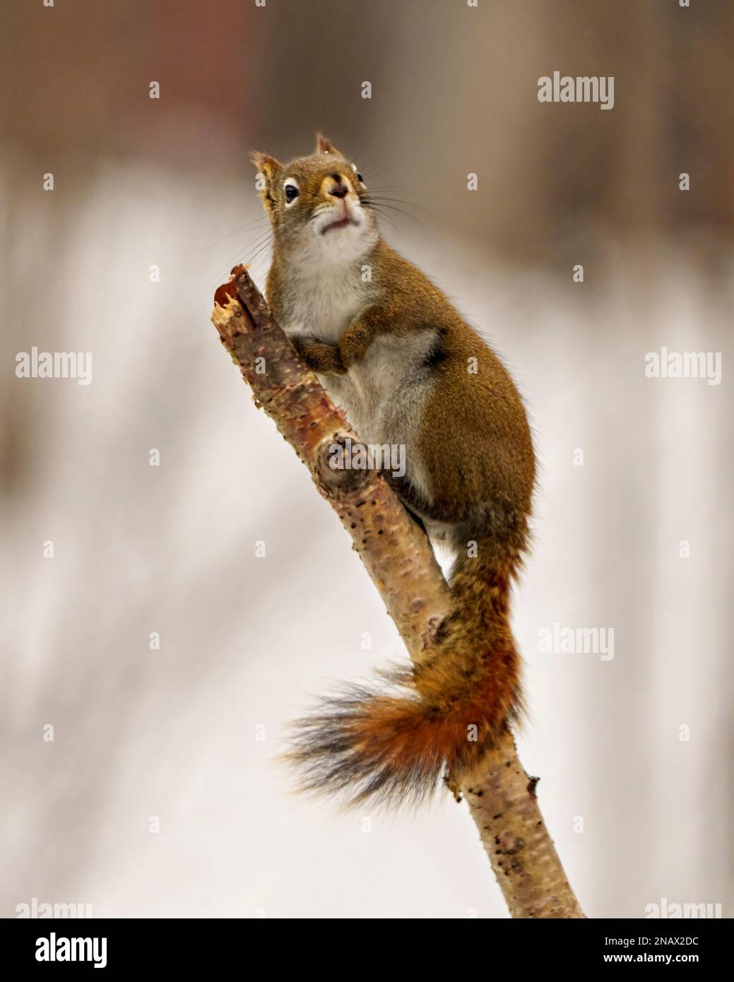 Eichhörnchen aus nächster Nähe, klettern auf einen Zweig und blicken in Richtung des Himmels mit einem weißen, verschwommenen Hintergrund in seiner Umgebung und Umgebung. Stockfoto