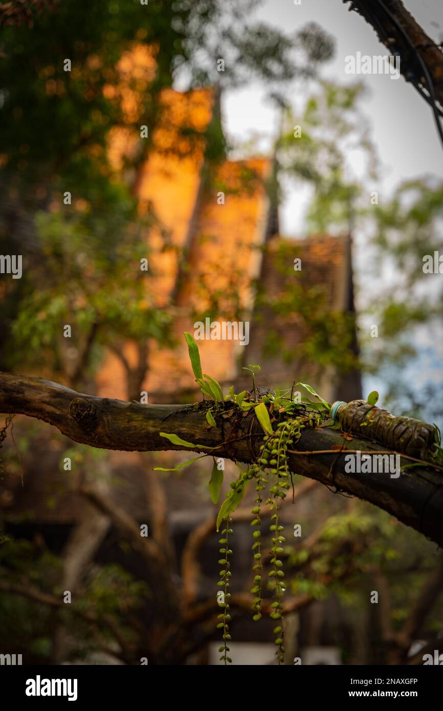 Schwarzes Haus (Baan Dam Museum) in Chiang Rai Stockfoto