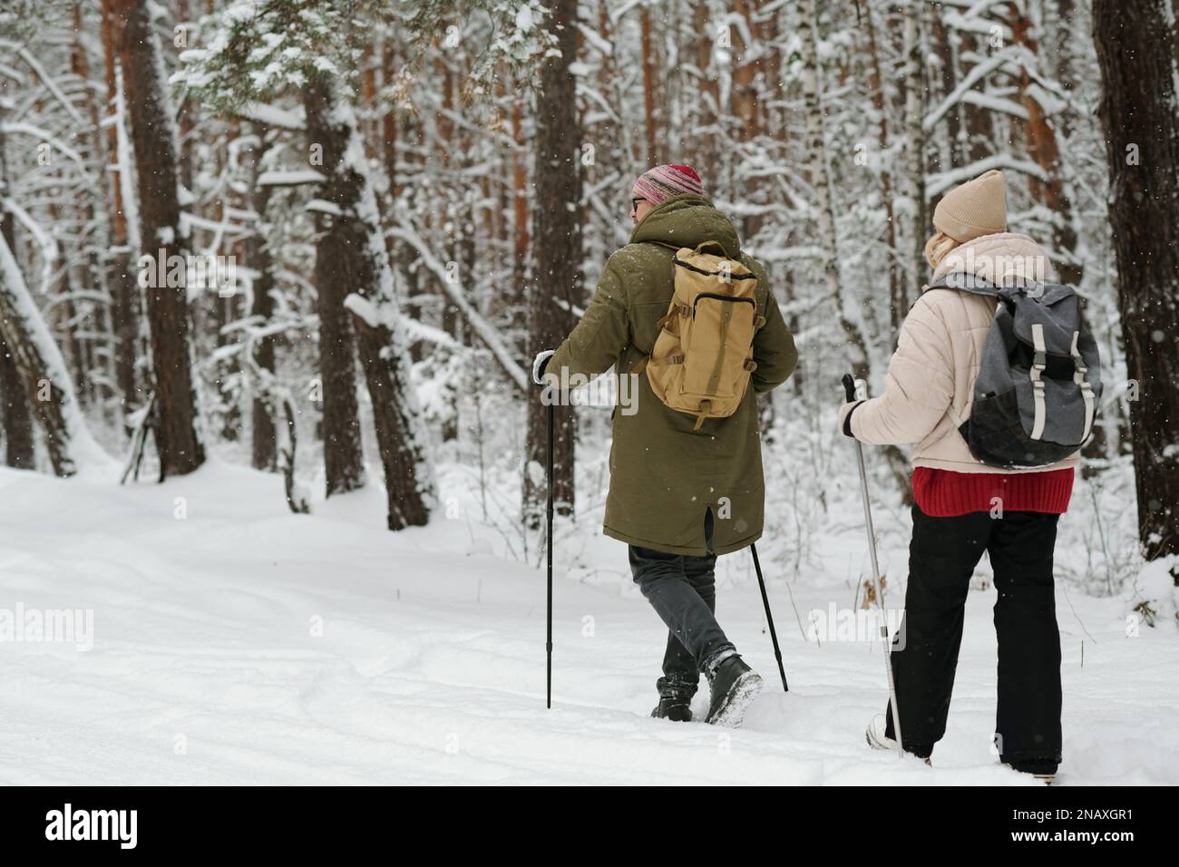 Rückansicht eines erwachsenen Paares mit Rucksäcken und Trekkingstöcken, die am Winterwochenende auf mit Schnee bedeckten Pinetrees spazieren Stockfoto