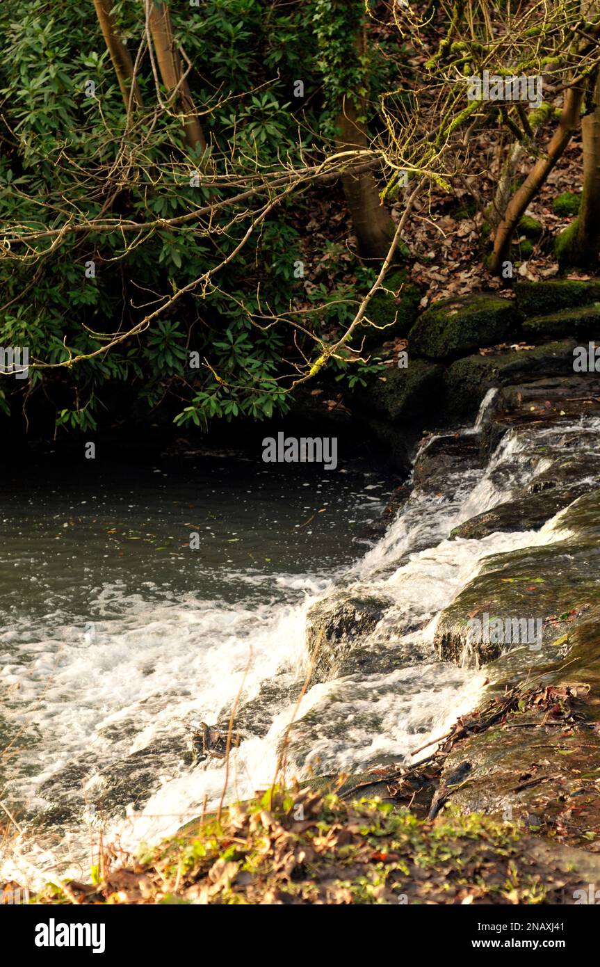 Jesmond Dene Stockfoto