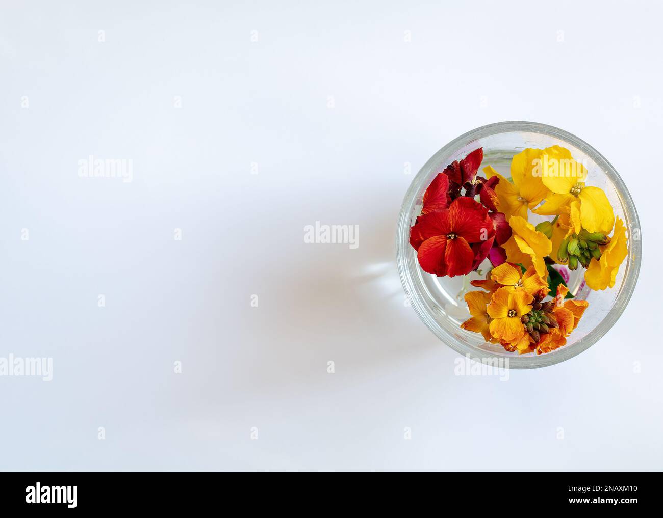 Nahaufnahme der bunten Blumen der Cheiranthus-Wandblume, die in einem Glas Wasser von oben schwimmen. Stockfoto