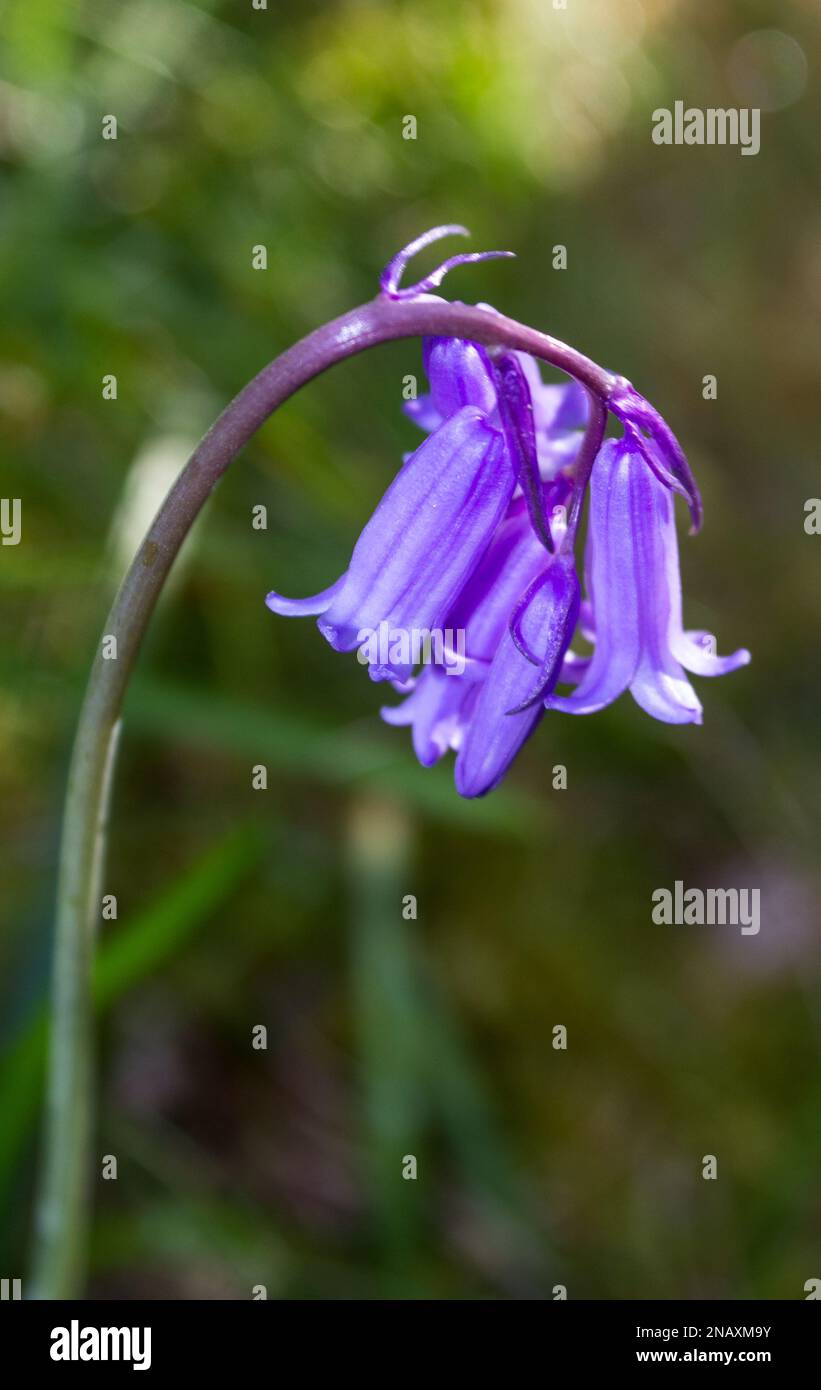 Nahaufnahme der zarten Blume eines englischen Bluebells, Hyacinthoides non-scripta Stockfoto