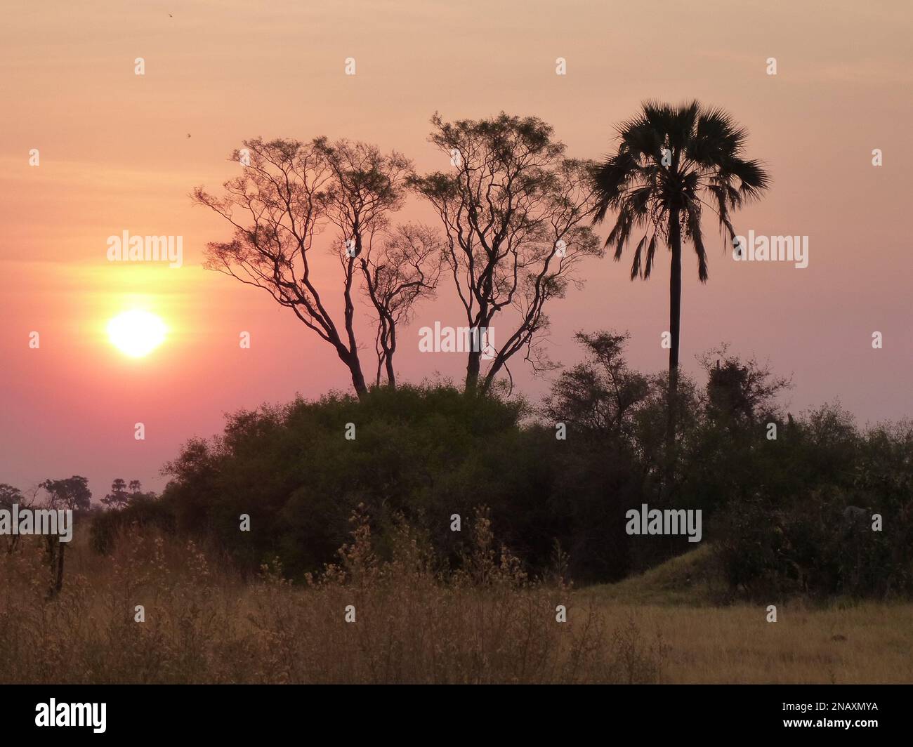 Wunderschöner Sonnenuntergang im Okavango Delta, Botswana Stockfoto