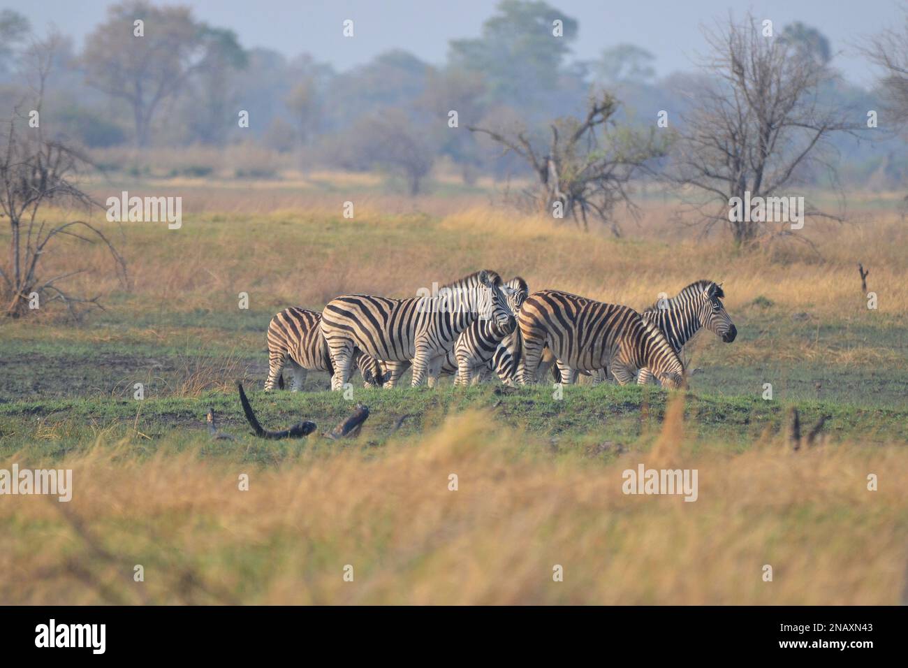 Eine Herde von Zebras im Okavango-Delta Stockfoto