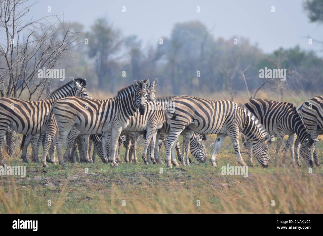 Eine Herde von Zebras im Okavango-Delta Stockfoto