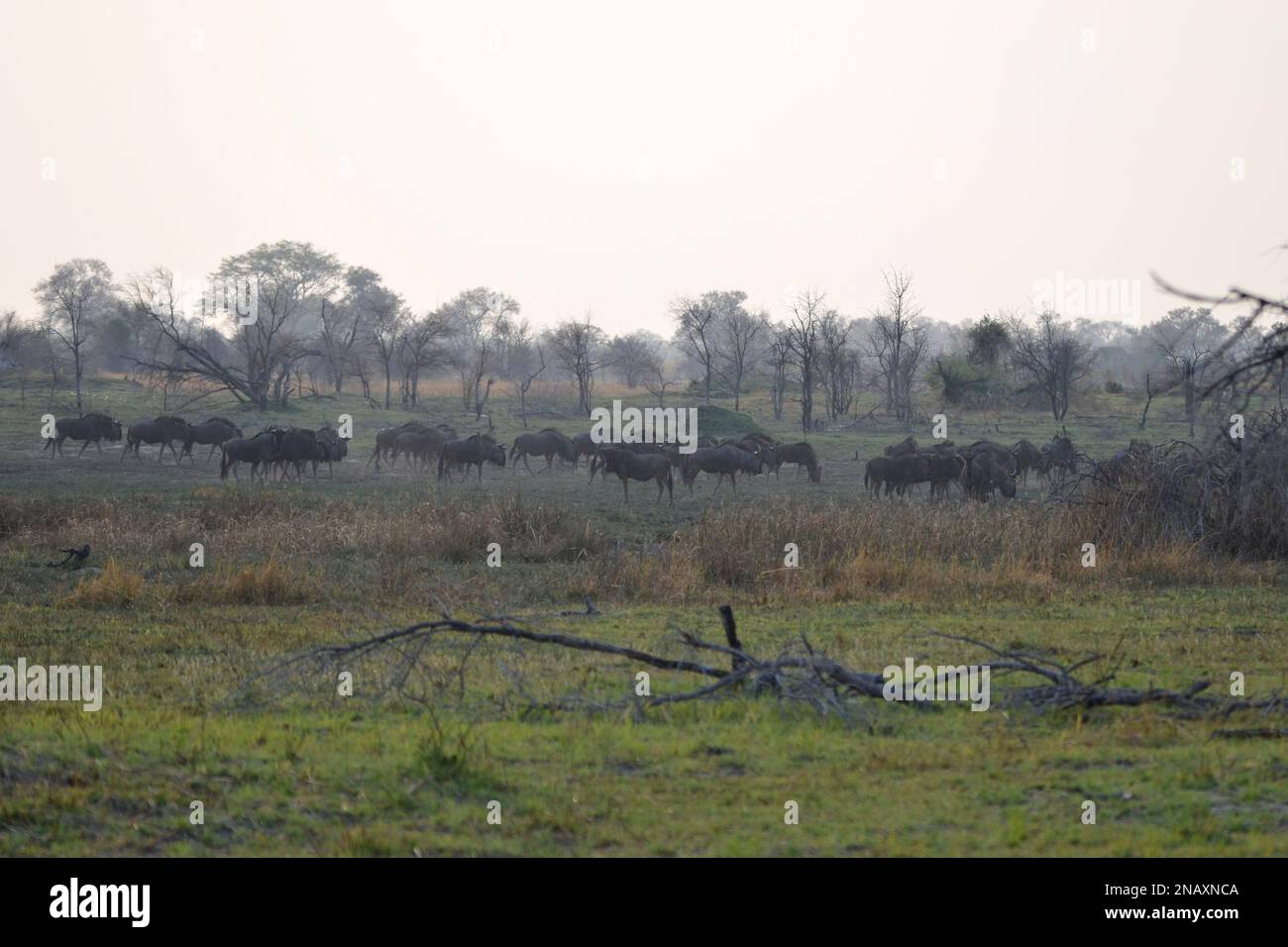 Im Okavango-Delta weidet eine Herde Gnus Stockfoto