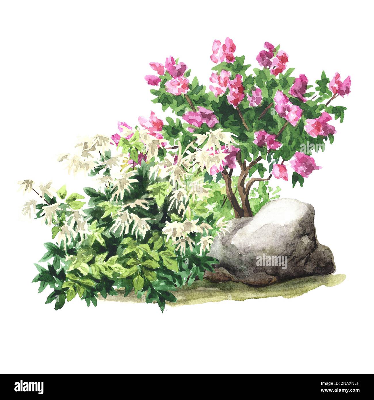 Gartendekorative Sträucher, Landschaftsdesign. Handgezeichnete Aquarelldarstellung isoliert auf weißem Hintergrund Stockfoto