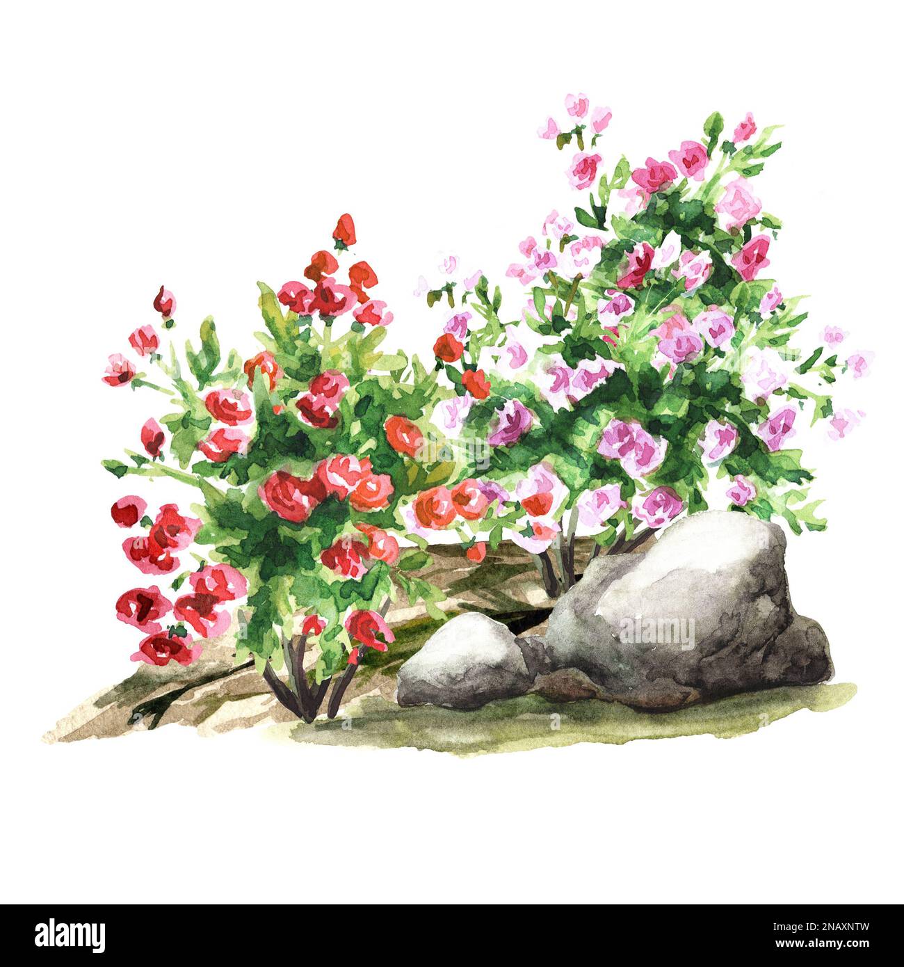 Gartenblumenbeet, Rosarium. Landschaftsdesign. Handgezeichnete Aquarelldarstellung, isoliert auf weißem Hintergrund Stockfoto