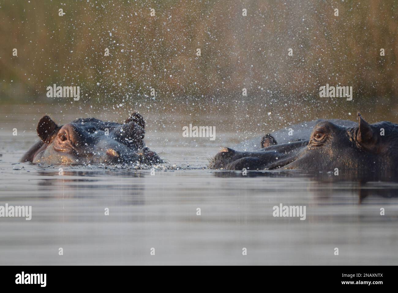 Nilpferde blasen Wasser aus Stockfoto