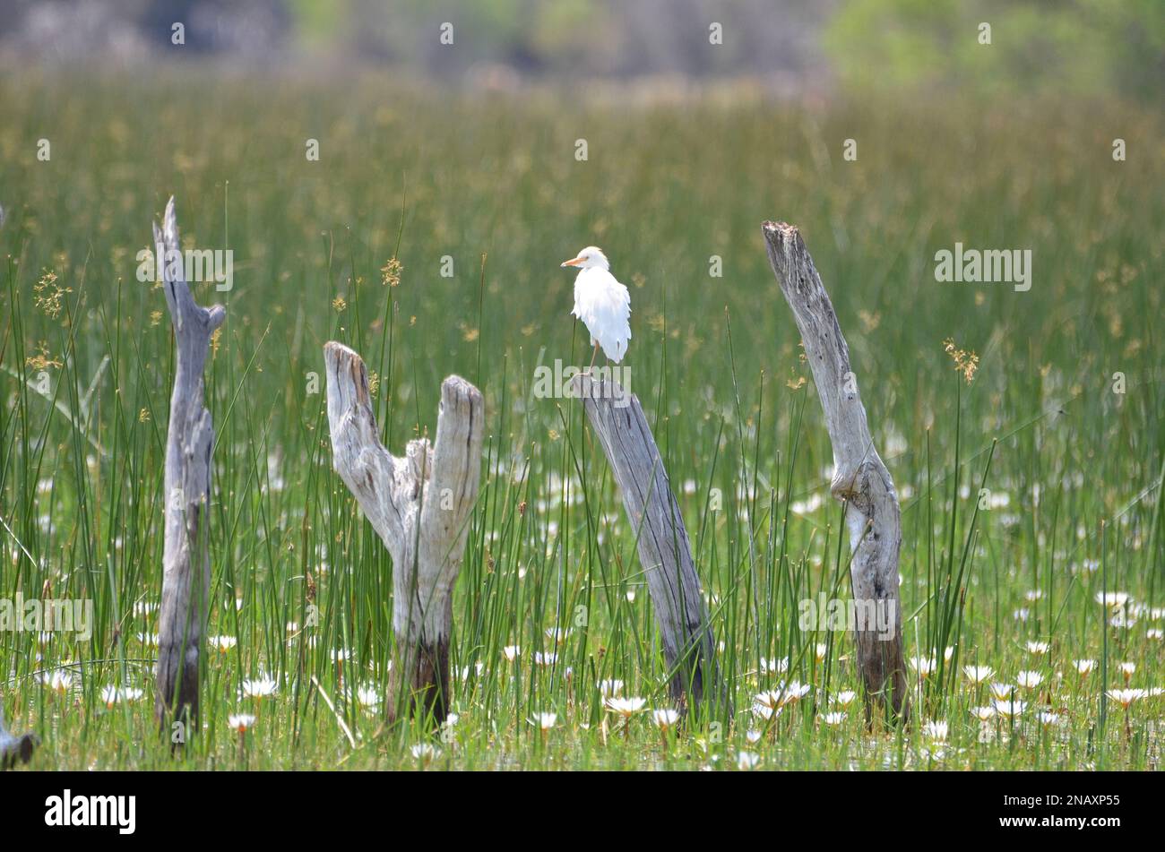 Rindereier auf einem Pfahl, Okavango Delta Stockfoto