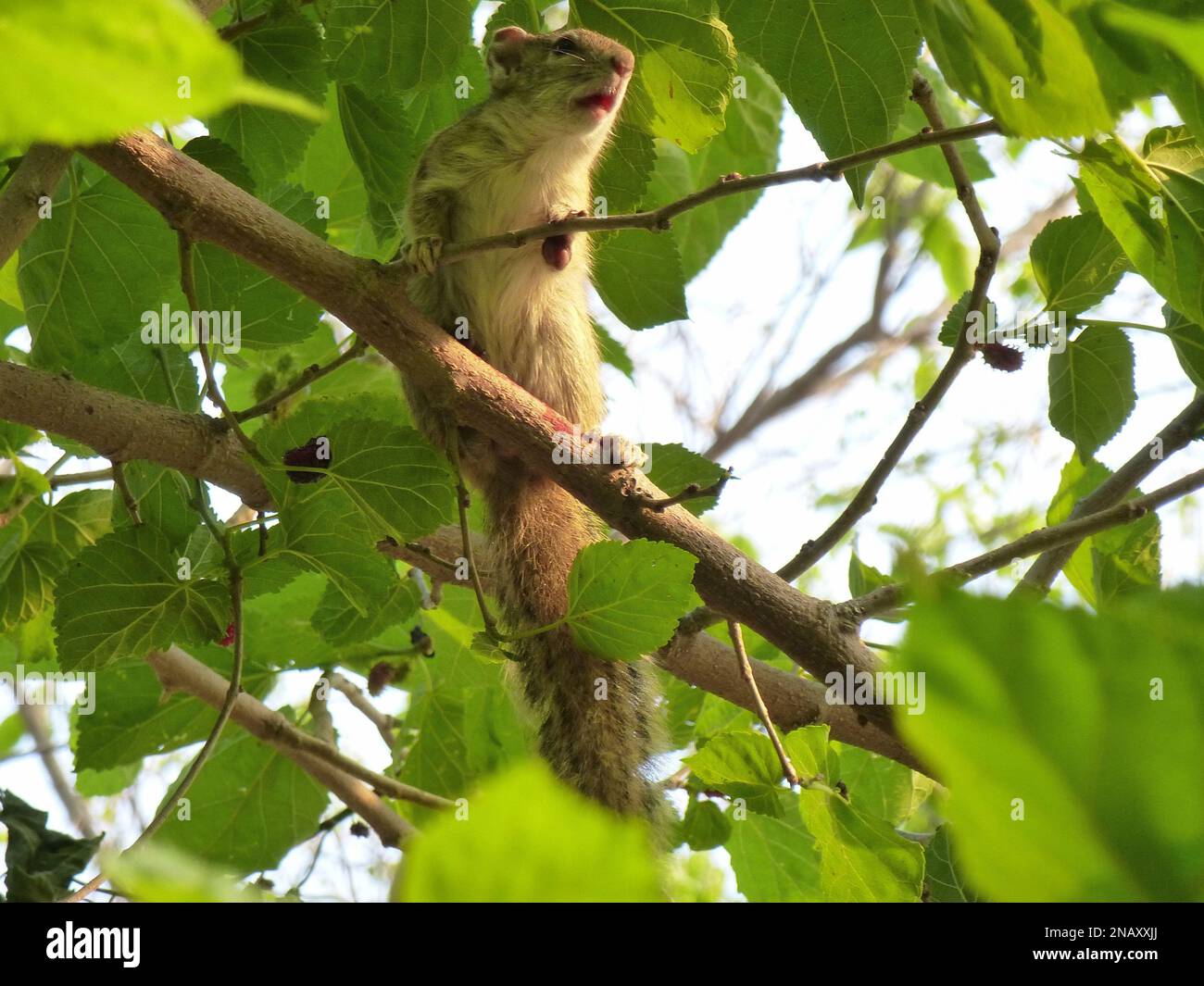 Ein Eichhörnchen sitzt in einem Baum Stockfoto