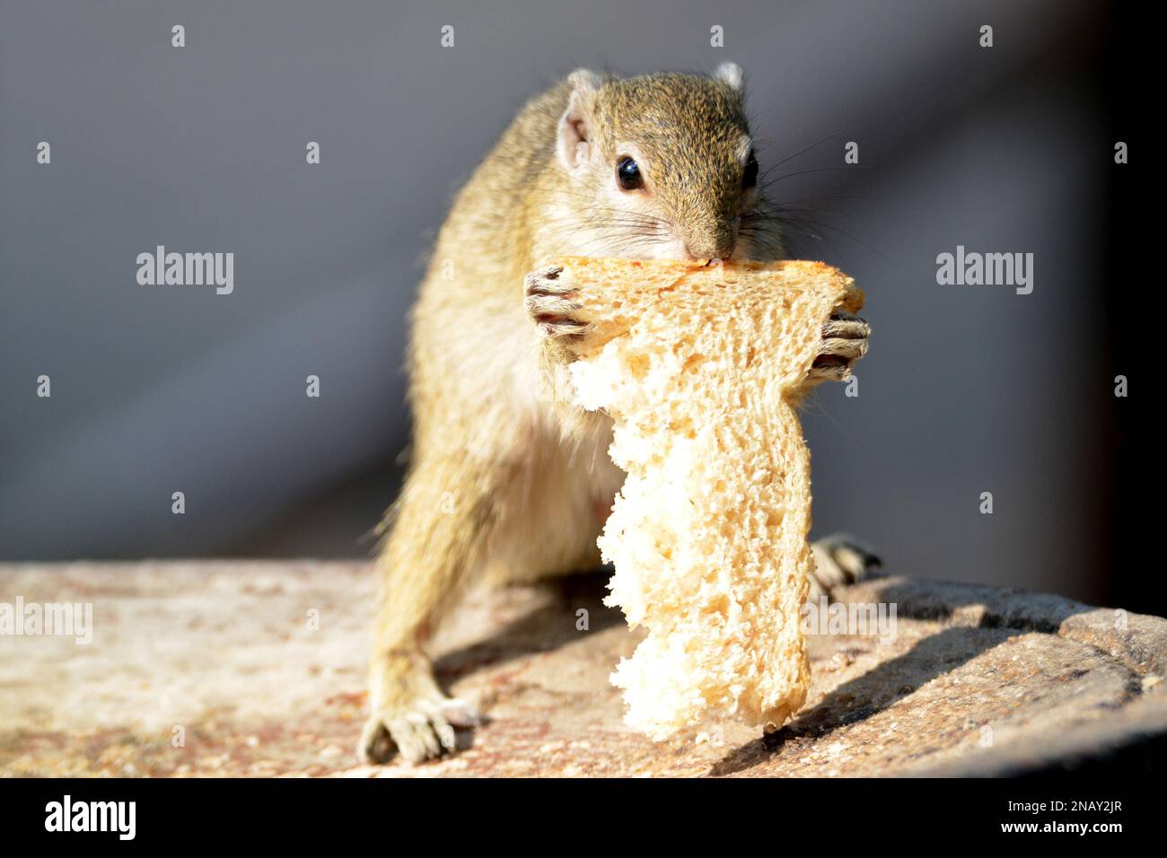 Ein Eichhörnchen genießt das Frühstück Stockfoto