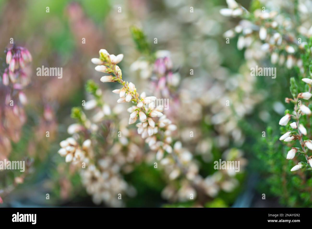 Nahaufnahme einer farbenfrohen Heidepflanze, Erica carnea f. alba ' Springwood White', die in einem Garten wächst (mit Hintergrundunschärfe). Stockfoto