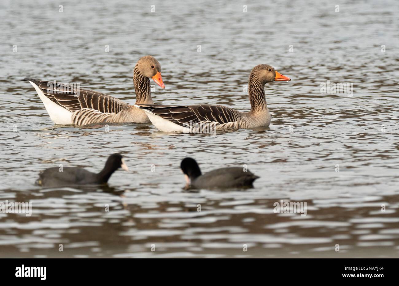 Berlin, Deutschland. 12. Februar 2023. 12.02.2023, Berlin. Zwei graue Schwule (Anser Anser) schwimmen auf dem Wannsee. Im Vordergrund sind zwei Strolche zu sehen. Im nördlichen Klima wintert immer mehr graue Graskörner, wodurch sie mehr oder weniger lebende Vögel sind. Der Hauptgrund ist wahrscheinlich der Klimawandel. Die Grey Gaens zeichnen sich durch eine hervorragende Treue ihrer Partner aus und bleiben oft ein Leben lang zusammen. Kredit: Wolfram Steinberg/dpa Kredit: Wolfram Steinberg/dpa/Alamy Live News Stockfoto