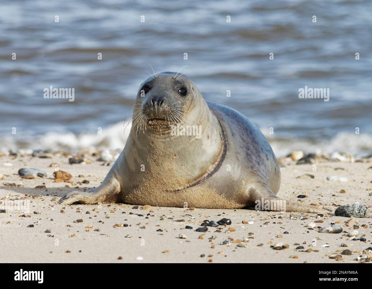 Juvenile Grey Seal (Halichoerus grypus) am Horsey Beach in Norfolk, Großbritannien, im Januar 2023 mit Narbe durch Netzverletzung oder Ringwunde am Hals. Stockfoto