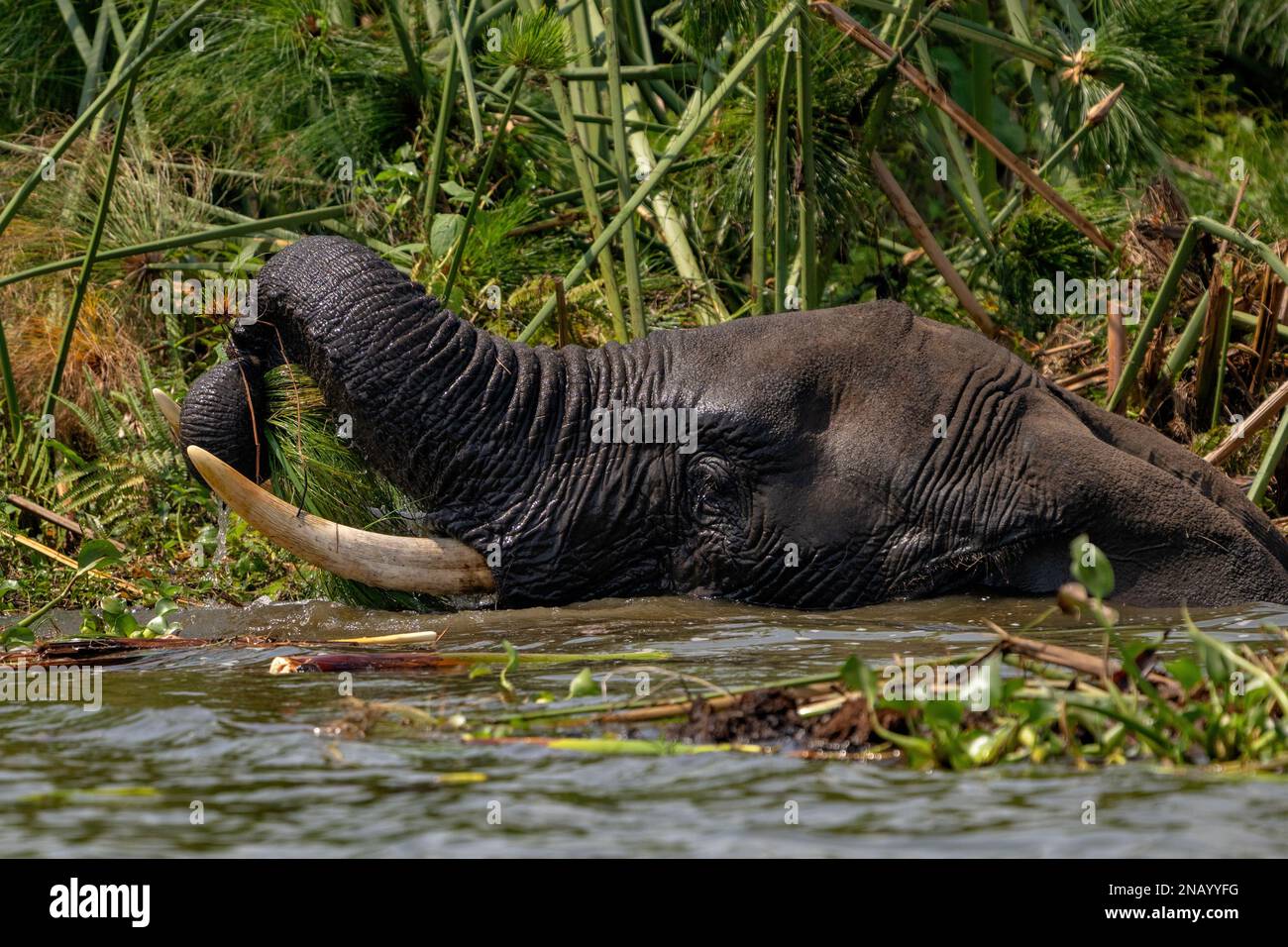 Ein Elefant grast unter Schilf im tiefen Wasser, wobei nur sein Kopf über der Wasserlinie zu sehen ist. Stockfoto