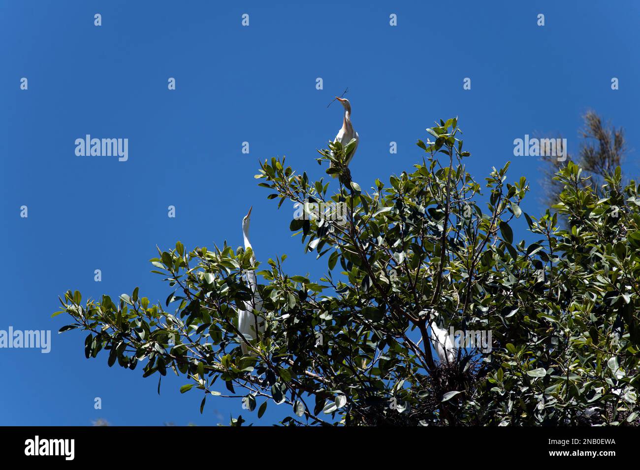 Cattle Egret (Bubulcus ibis) in Sydney, NSW, Australien (Foto: Tara Chand Malhotra) Stockfoto