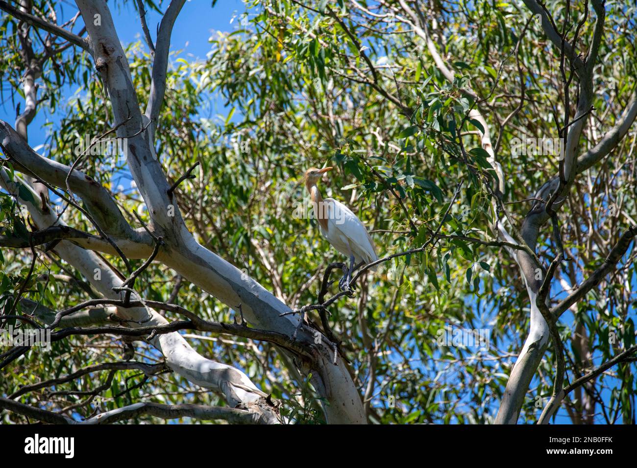 Rinderwuchs (Bubulcus ibis) auf einem Ast eines Baumes in Sydney, NSW, Australien (Foto: Tara Chand Malhotra) Stockfoto