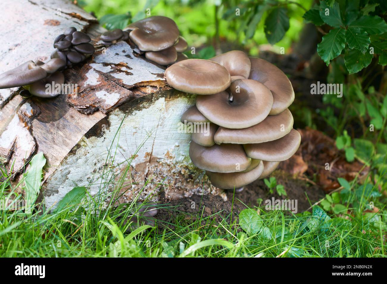 Ein schmackhafter und gesunder Pilz, der an Baumstämmen wächst. Saisonale Delikatesse. Stockfoto