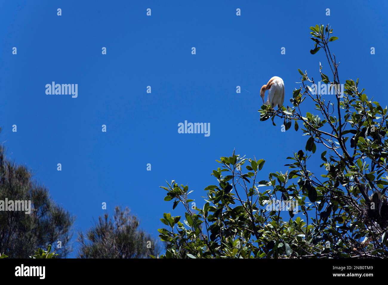 Rinderwuchs (Bubulcus ibis) auf einem Ast eines Baumes in Sydney, NSW, Australien (Foto: Tara Chand Malhotra) Stockfoto