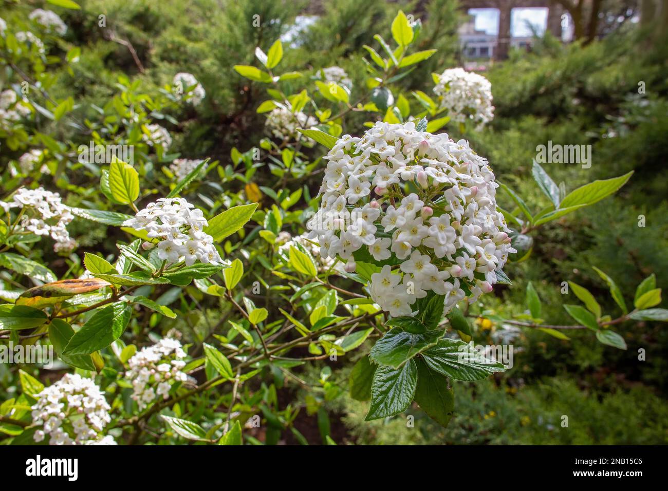 Viburnum carlesii im japanischen Garten in polnischem Breslau. Wunderschöner Busch aus Korea und Yapan und eingebürgert in Ohio, USA Stockfoto