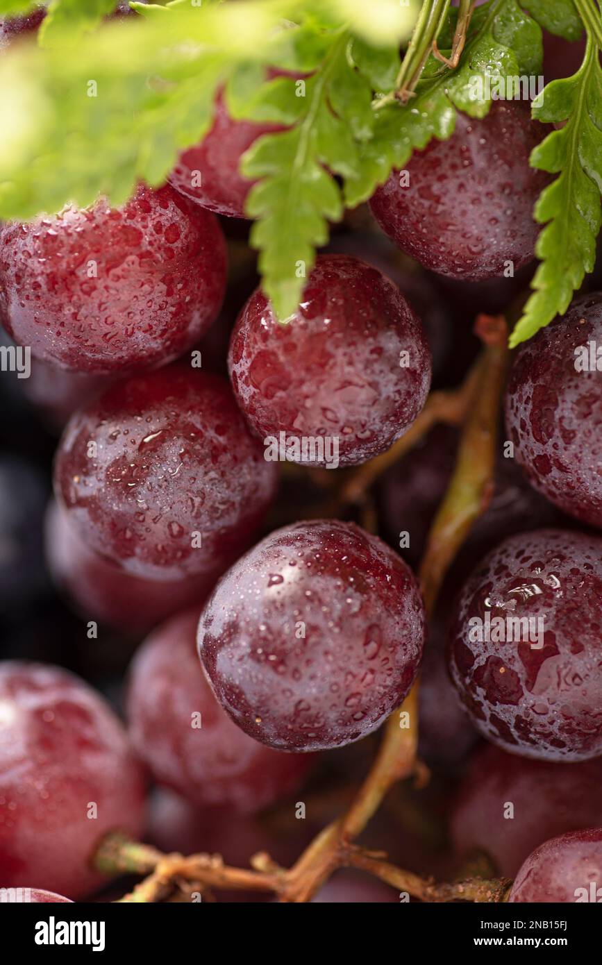 Makrofotos von Trauben. Nahaufnahmen von Trauben Stockfoto