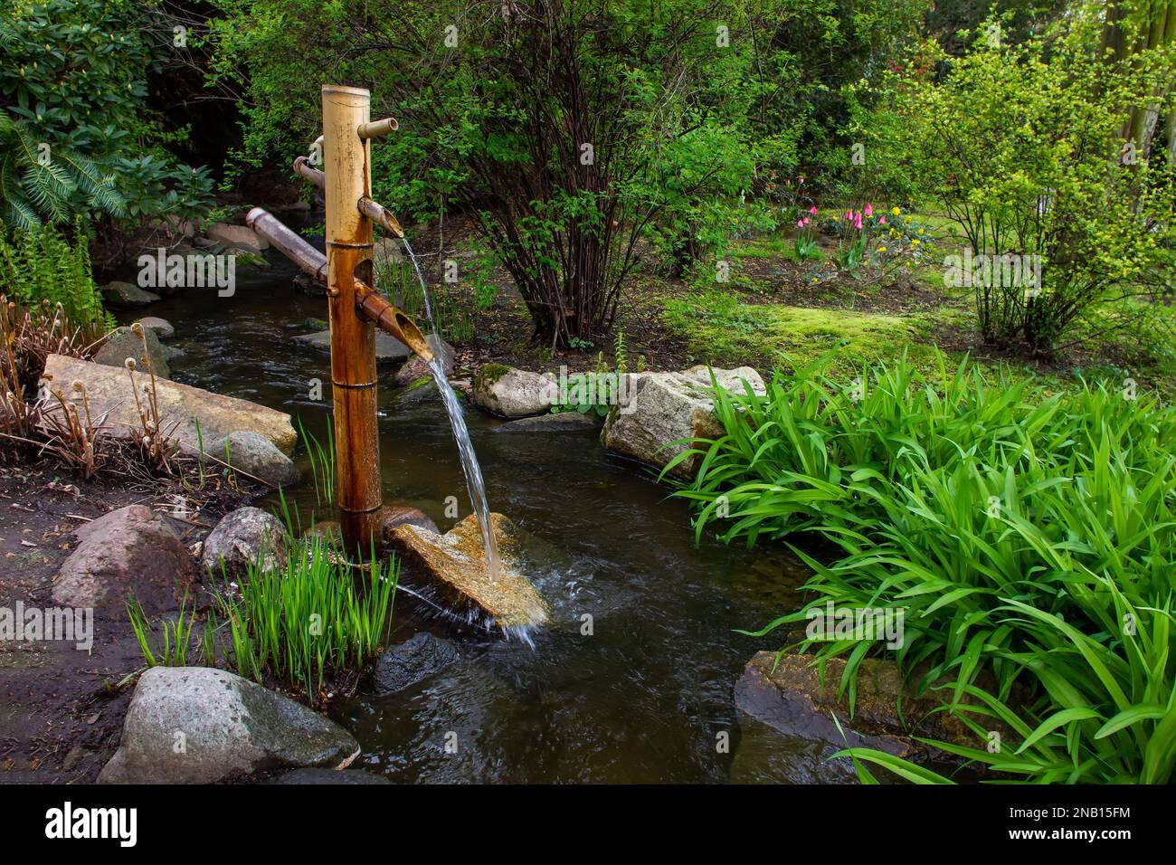 Lustige Wasserquelle aus einem Bambusbaum in einem japanischen Garten in Breslau. April und frische Pflanzen und Tulpen in der Ferne. Stockfoto