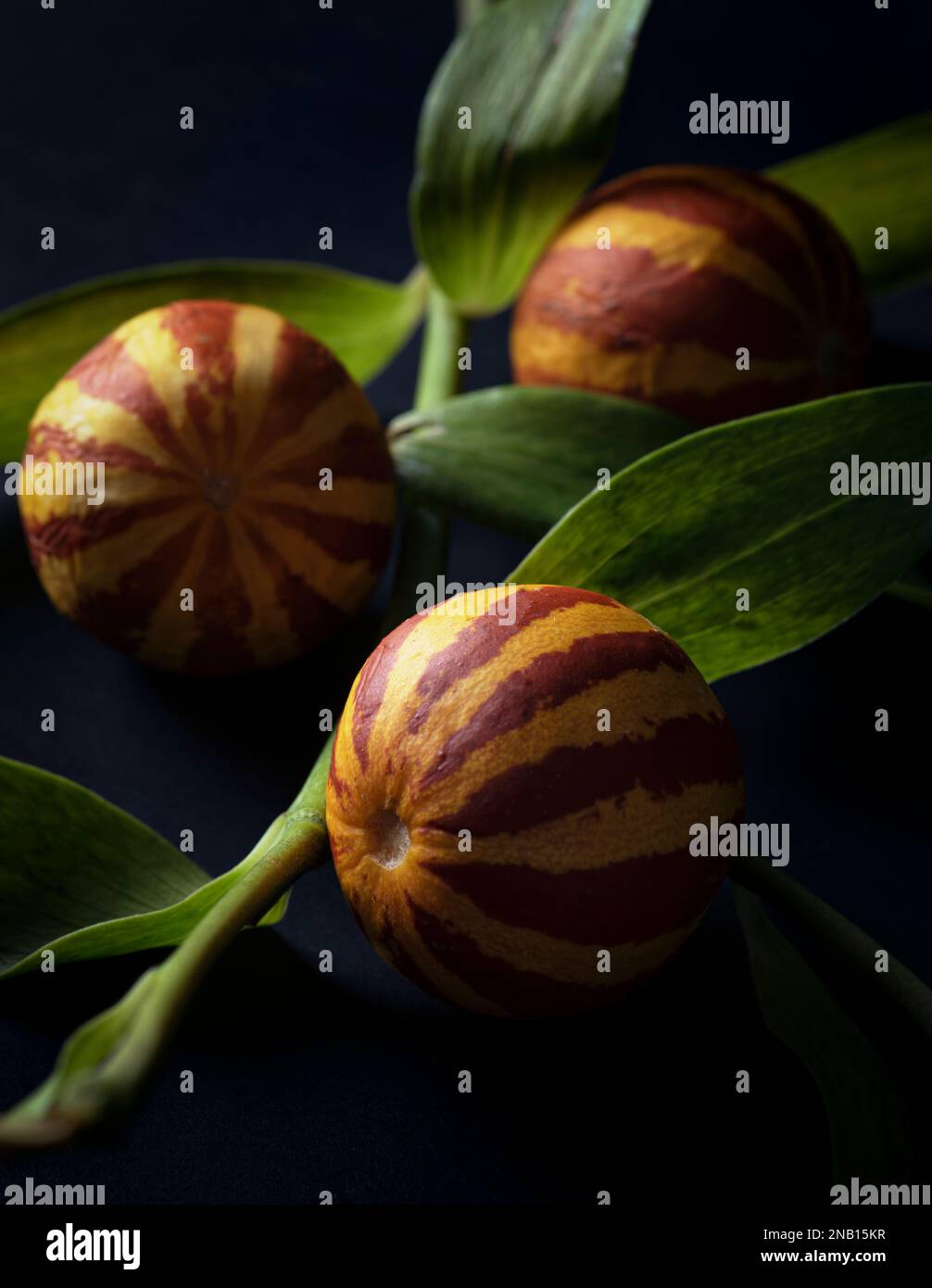 Erleben Sie das Wunder der Natur mit diesen bezaubernden Früchten, die Tigermelonen genannt werden. Bekannt für ihren angenehmen Duft. Stockfoto