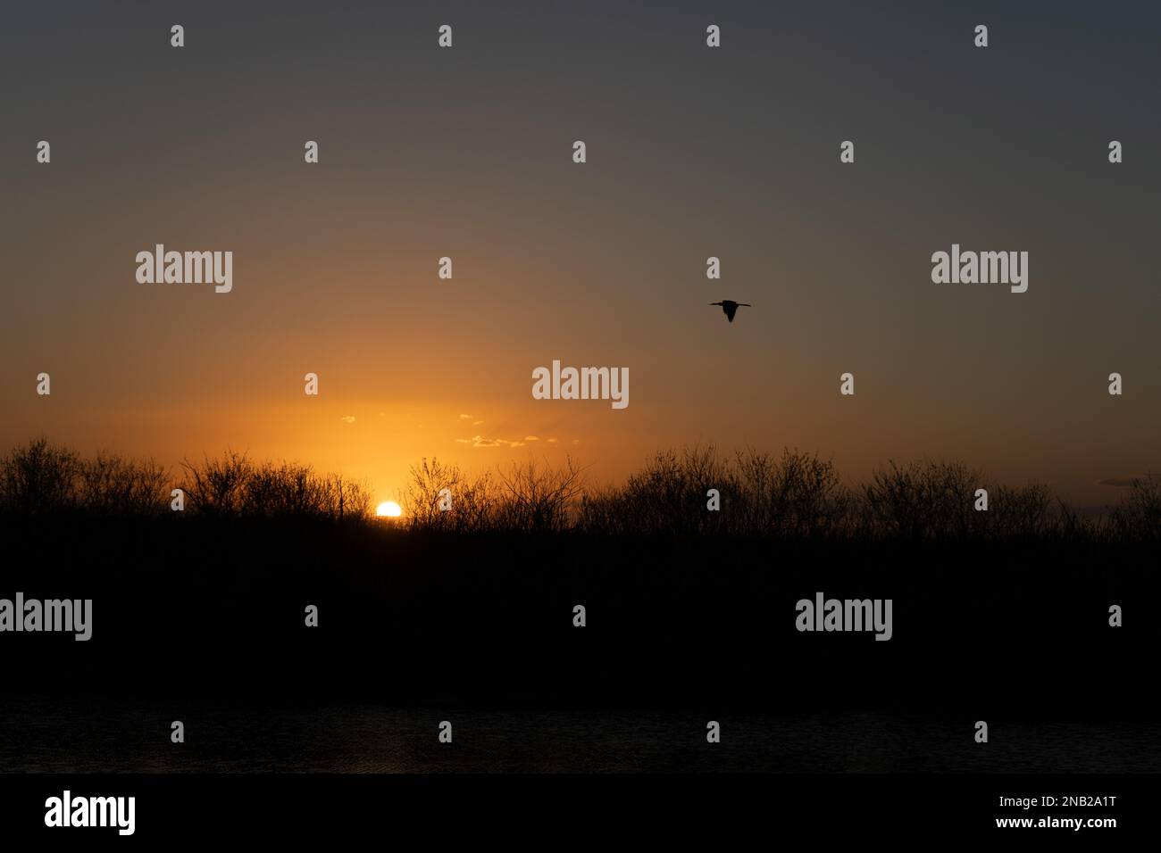 Vogelfliegen bei Sonnenuntergang im Arthur R. Marshall Loxahatchee National Wildlife Refuge Stockfoto