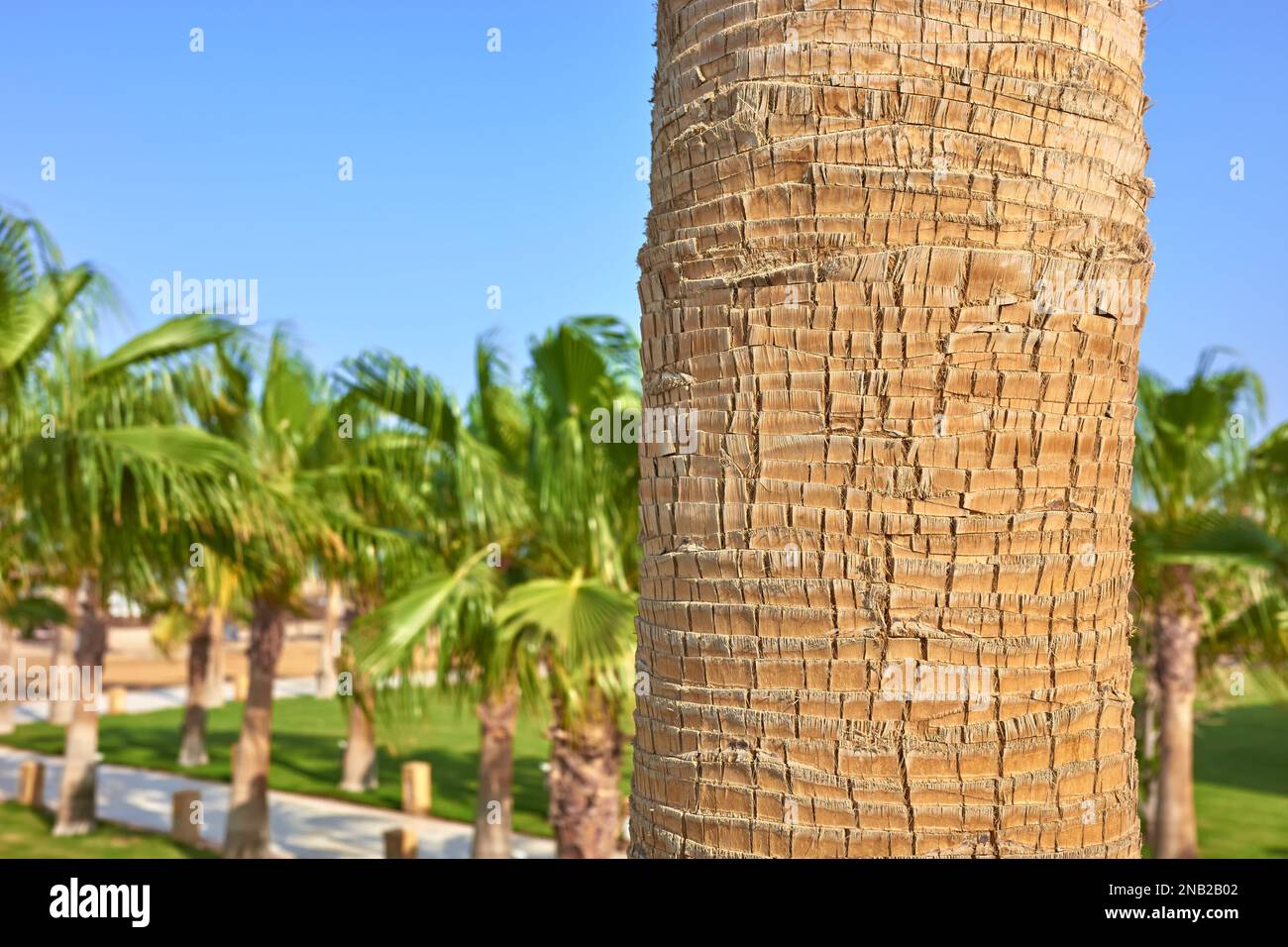 Nahaufnahme eines Palmenstamms, selektiver Fokus. Stockfoto