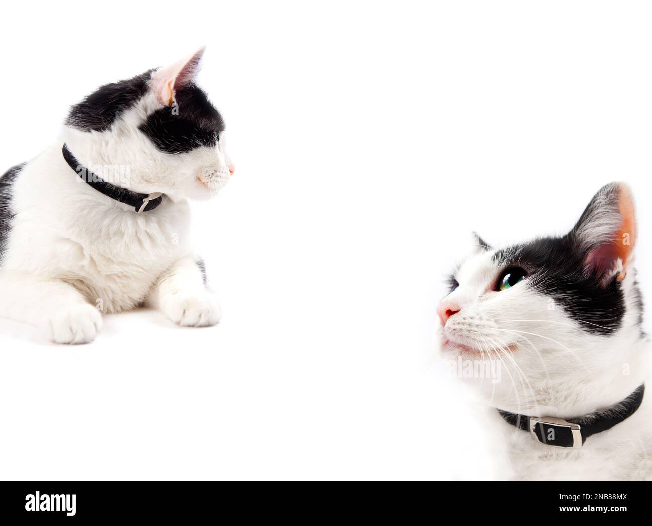 Porträt einer süßen Katze, isoliert auf weißem Hintergrund. Haustier- und Lifestyle-Konzept Stockfoto