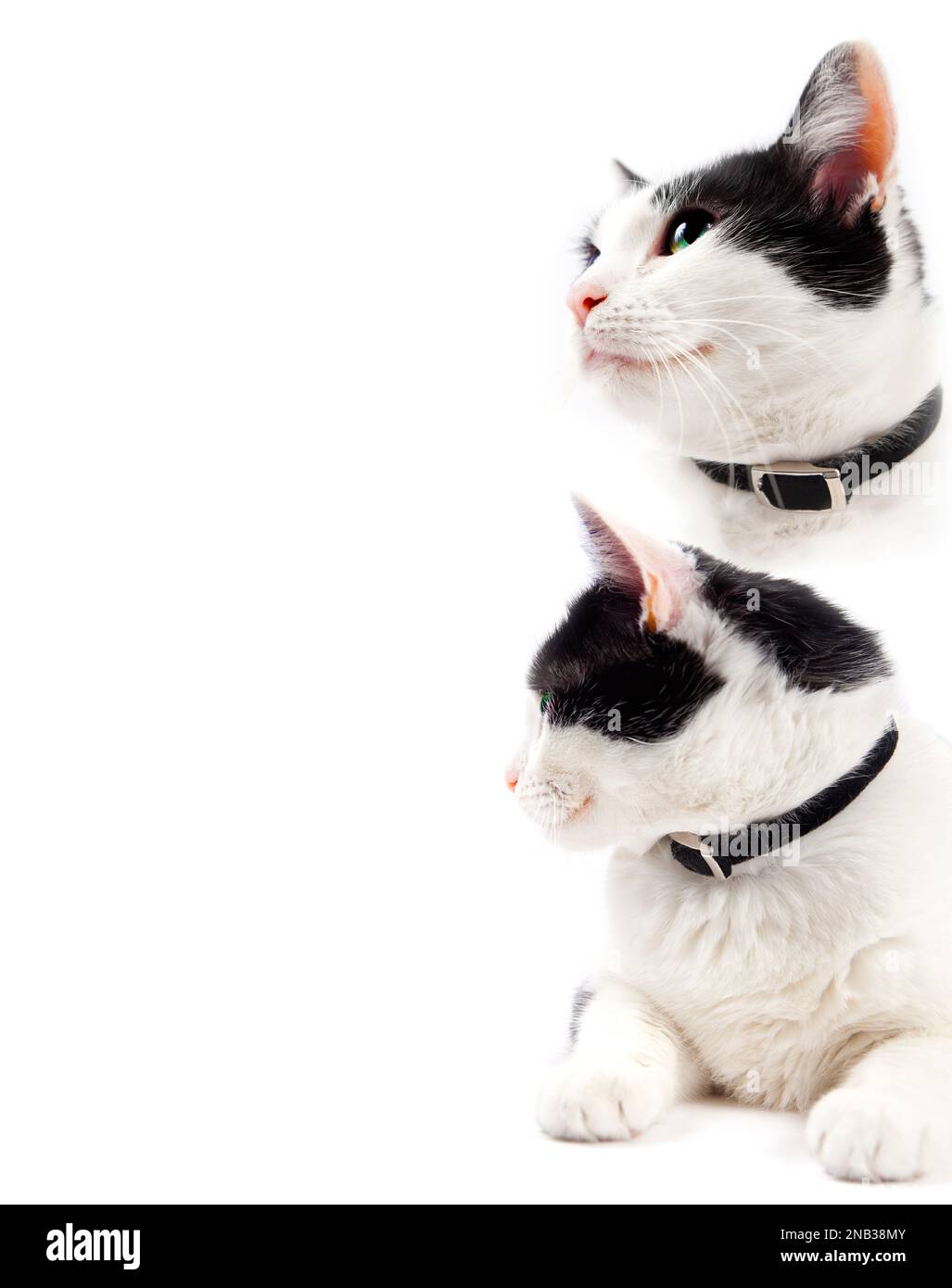 Porträt einer süßen Katze, isoliert auf weißem Hintergrund. Haustier- und Lifestyle-Konzept Stockfoto