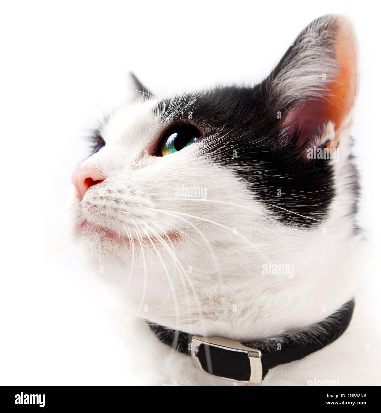 Porträt einer süßen Katze, isoliert auf weißem Hintergrund. Stockfoto