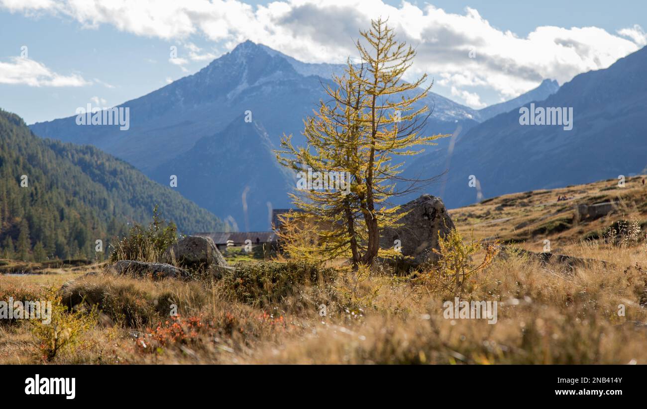 Eine Lärche im Herbst mit riesigen Gipfeln im Hintergrund, Laub im Naturpark Adamello-Brenta, Trentino, Italien. Stockfoto