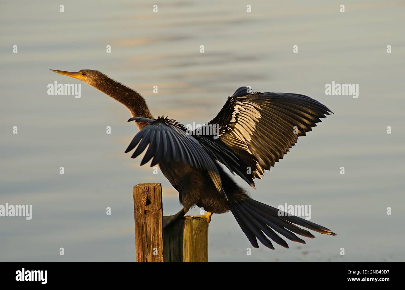 Anhingas sind Wasservögel mit langer Länge. S-förmige Hälse und daggerartige Scheine. Sie werden ihre Flügel ausbreiten, um sie zu trocknen und Sonnenenergie zu absorbieren. Stockfoto