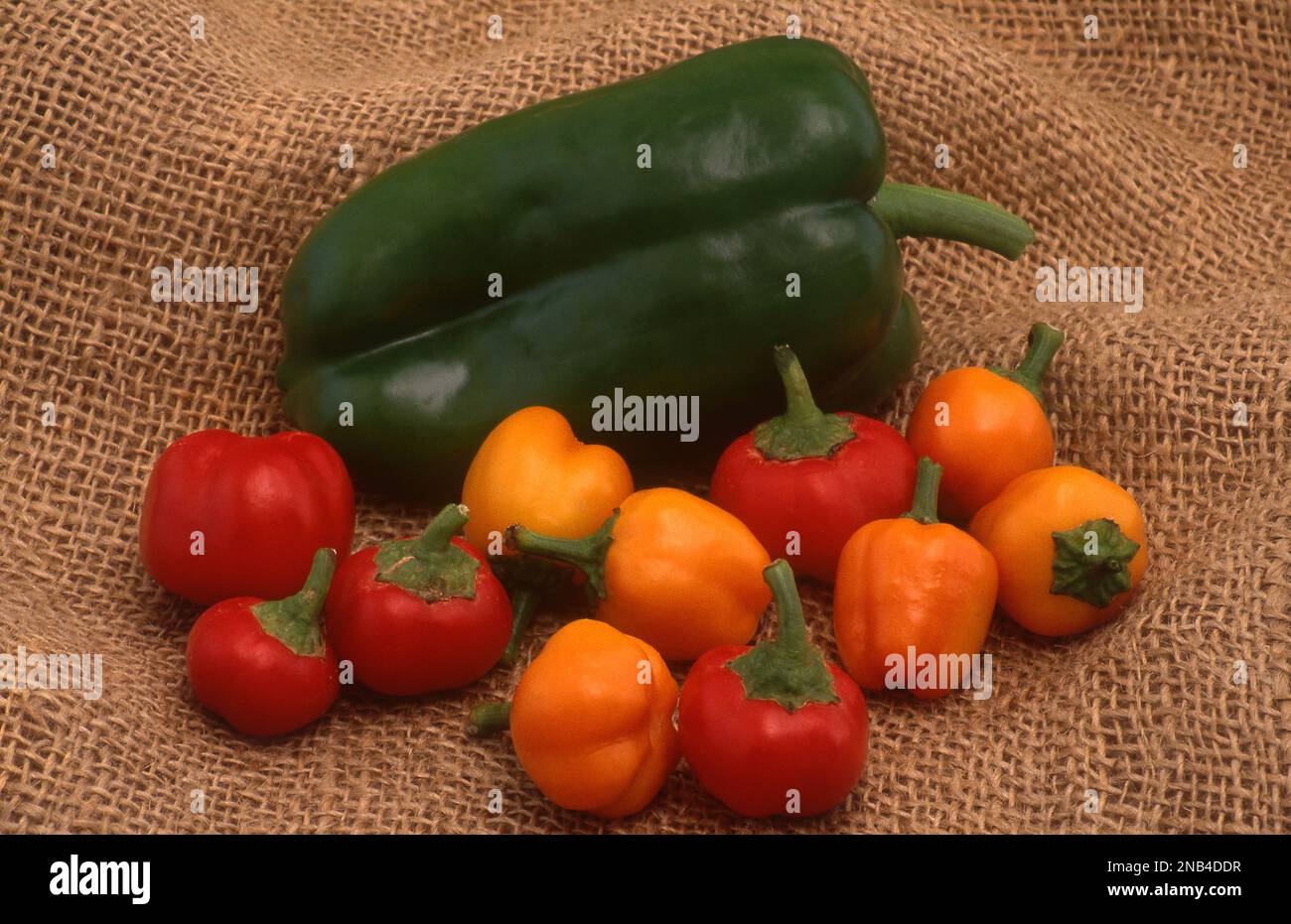 GROSSE GRÜNE PAPRIKA UMgeben VON ORANGEN UND ROTEN BABY-PAPRIKAS. Stockfoto