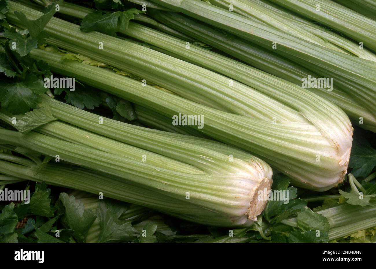 FREISCH GEERNTETE BÜSCHEL VON ZELERI (APIUM GRAVEOLENS) Stockfoto