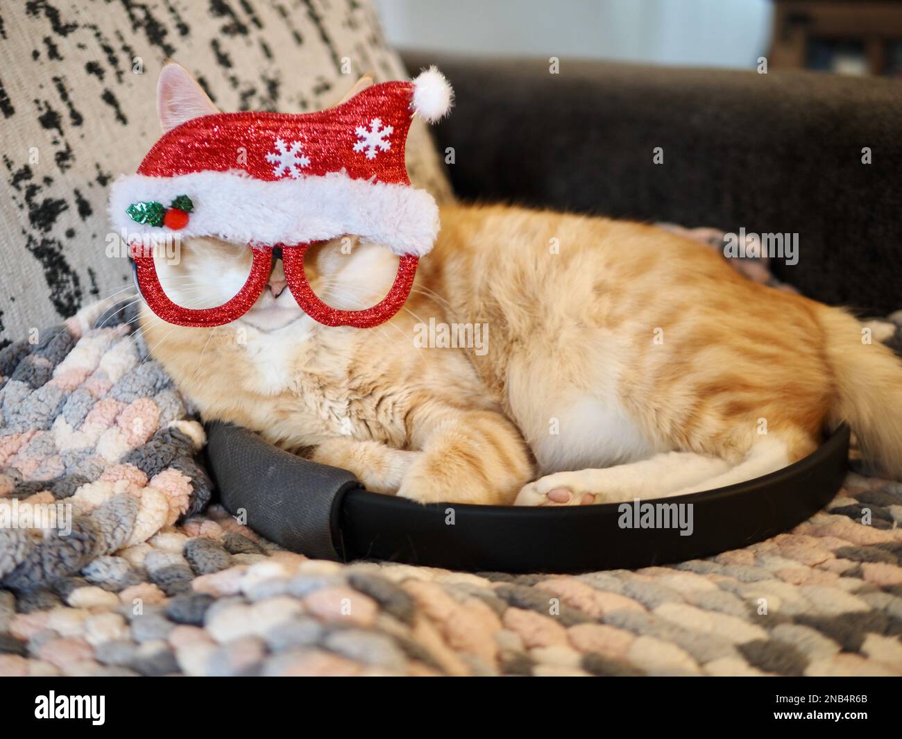 Mika, der orangene Tabby, der vorgibt, Santa zu sein Stockfoto