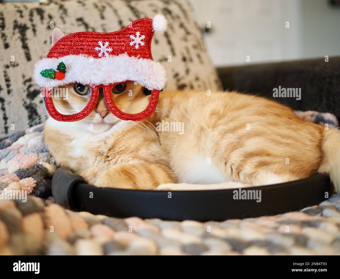 Mika, der orangene Tabby, der vorgibt, Santa zu sein Stockfoto