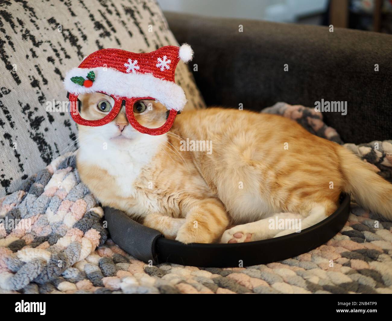 Mika, der orangene Tabby, der vorgibt, Santa zu sein Stockfoto