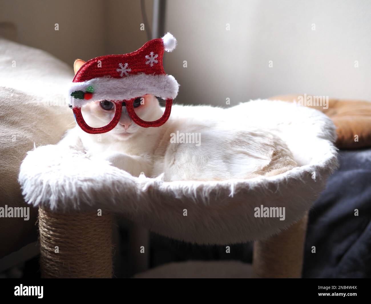 Mitzie, der Flamepoint Siam, tut so, als wäre er Santa Stockfoto