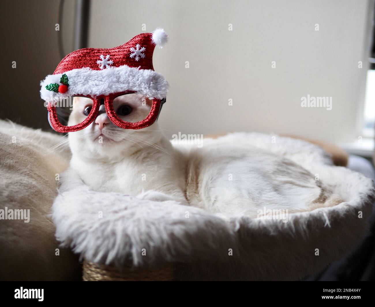 Mitzie, der Flamepoint Siam, tut so, als wäre er Santa Stockfoto