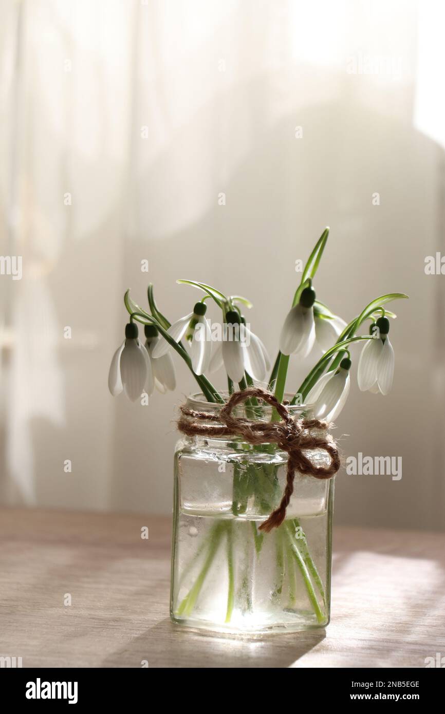 Wunderschöne Schneeglöckchen im Glasbehälter im Innenbereich. Erste Frühlingsblumen Stockfoto
