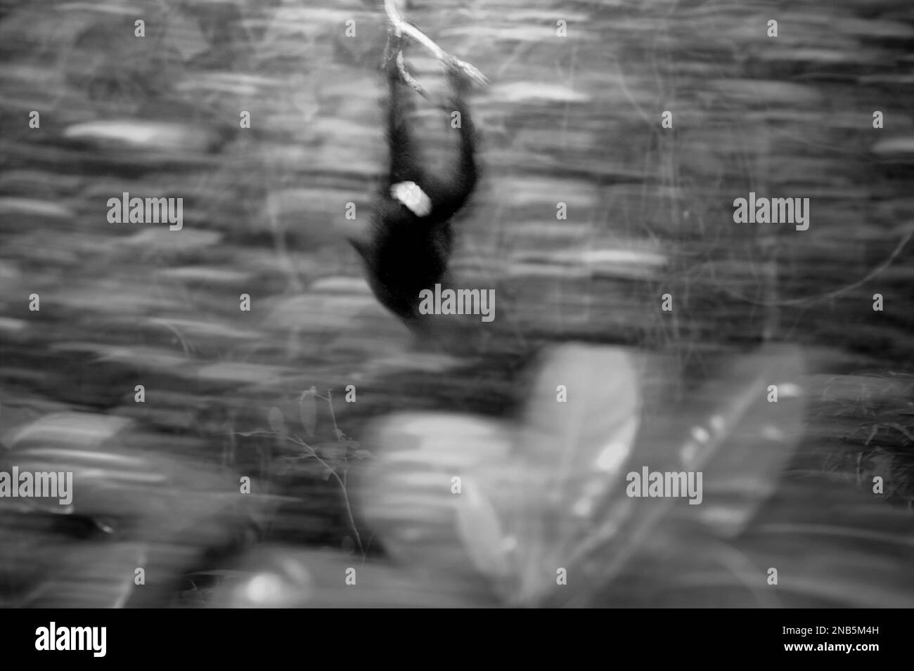 Eine Sulawesi-Schwarzkammmakake (Macaca nigra) hängt kopfüber auf einem Baumzweig im Naturschutzgebiet Tangkoko, Nord-Sulawesi, Indonesien. Die größten Bedrohungen für Primaten weltweit gehen von nicht nachhaltiger Jagd, Entwaldung und industrieller Landwirtschaft sowie von der Entwicklung der Verkehrs- und Wasserkraftinfrastruktur aus. Im indo-malaiischen Reich machen Schutzgebiete (wie das Naturschutzgebiet Tangkoko) nur bis zu 9 % der Primaten aus. Derzeit sind bis zu 68 % der Primaten vom Aussterben bedroht, während 93 % eine rückläufige Population aufweisen. Stockfoto