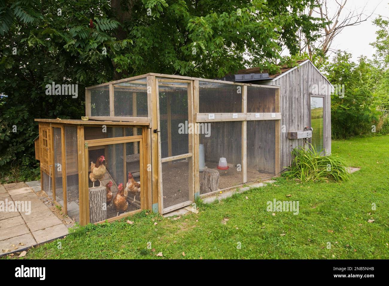 Hühnerstall mit braunen Hühnern im Sommer in einem Wohnhinterhof. Stockfoto